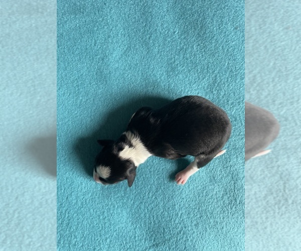 Medium Photo #1 Border Collie-Papillon Mix Puppy For Sale in CULPEPER, VA, USA