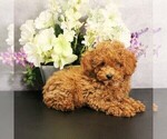 Puppy Charlie Poodle (Toy)