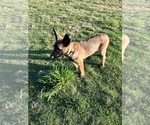 Small Photo #3 Belgian Malinois Puppy For Sale in BRYAN, TX, USA