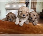 Small #2 Goldendoodle