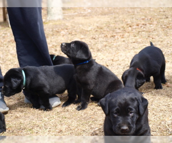 Medium Photo #9 Labrador Retriever Puppy For Sale in NORTON SHORES, MI, USA