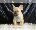 Small #5 French Bulldog