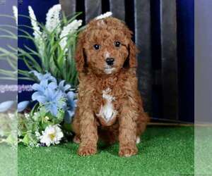 Cavapoo Puppy for Sale in HOLLYWOOD, Florida USA