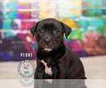 Small #1 Staffordshire Bull Terrier Mix