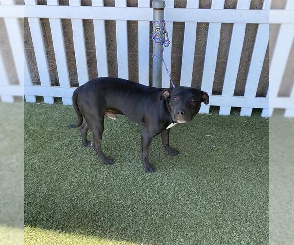 Medium Photo #1 Mutt Puppy For Sale in Modesto, CA, USA