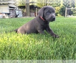 Small Photo #6 Labrador Retriever Puppy For Sale in MIDDLEBURY, IN, USA