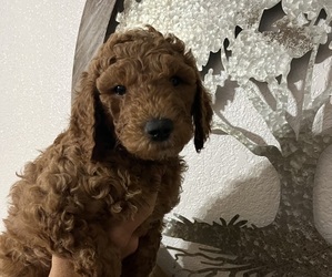 Medium Goldendoodle