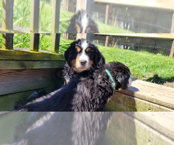 Medium Photo #33 Bernese Mountain Dog Puppy For Sale in LANSING, MI, USA