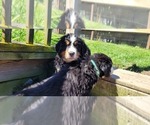 Small #32 Bernese Mountain Dog