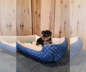 Yorkshire Terrier Puppy for sale in BREMEN, IN, USA