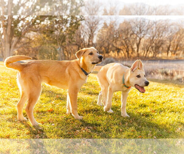 Medium Photo #4 German Shepherd Dog-Great Pyrenees Mix Puppy For Sale in Bountiful, UT, USA