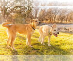 Small #3 German Shepherd Dog-Great Pyrenees Mix