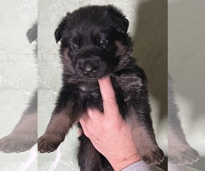 German Shepherd Dog Puppy for sale in LORIMOR, IA, USA