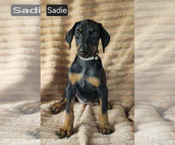 Medium Photo #2 Doberman Pinscher Puppy For Sale in POMEROY, OH, USA