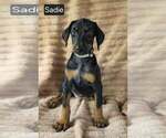 Small #1 Doberman Pinscher