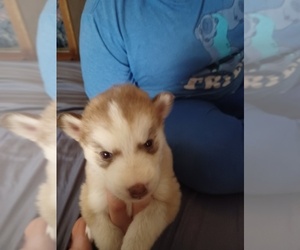 Siberian Husky Dogs for adoption in HOUSTON, TX, USA