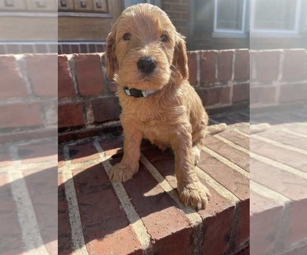 Medium Photo #2 Goldendoodle Puppy For Sale in ALPHARETTA, GA, USA