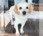 Small Chihuahua Mix