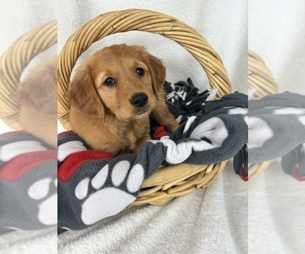Medium Photo #2 Golden Retriever Puppy For Sale in GREENFIELD, IN, USA