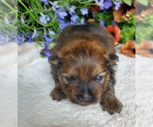 Pomeranian Puppy for sale in ARBOR VITAE, WI, USA