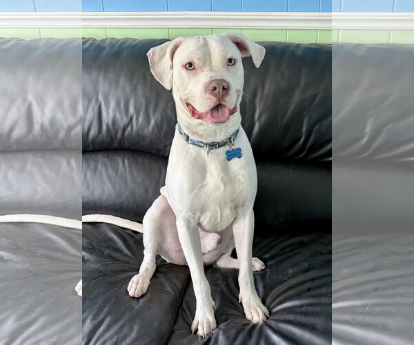 Medium Photo #2 American Staffordshire Terrier-Unknown Mix Puppy For Sale in Spring Lake, NJ, USA