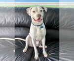 Small #1 American Staffordshire Terrier Mix