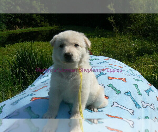 Medium Photo #11 German Shepherd Dog Puppy For Sale in PIEDMONT, MO, USA