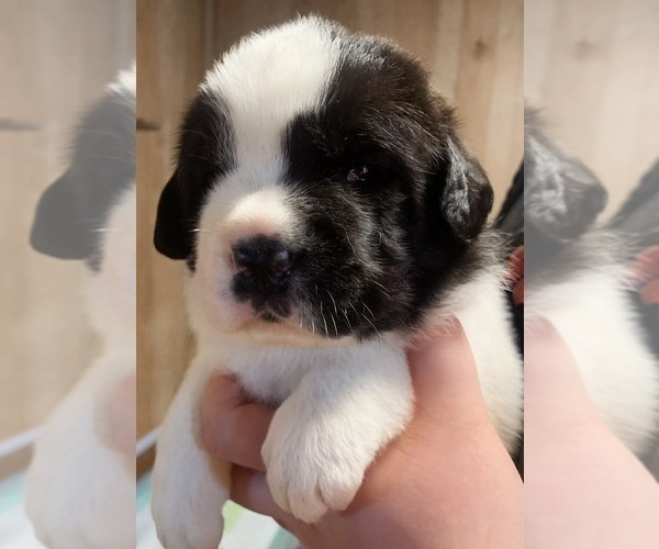 Medium Photo #33 Cane Corso-Saint Bernard Mix Puppy For Sale in WORCESTER, MA, USA