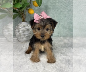 Yorkshire Terrier Puppy for sale in FRANKLIN, IN, USA