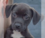 Small Photo #5 Border Collie-Unknown Mix Puppy For Sale in Huntley, IL, USA
