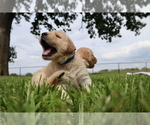Small Photo #12 Golden Retriever Puppy For Sale in LA RUSSELL, MO, USA