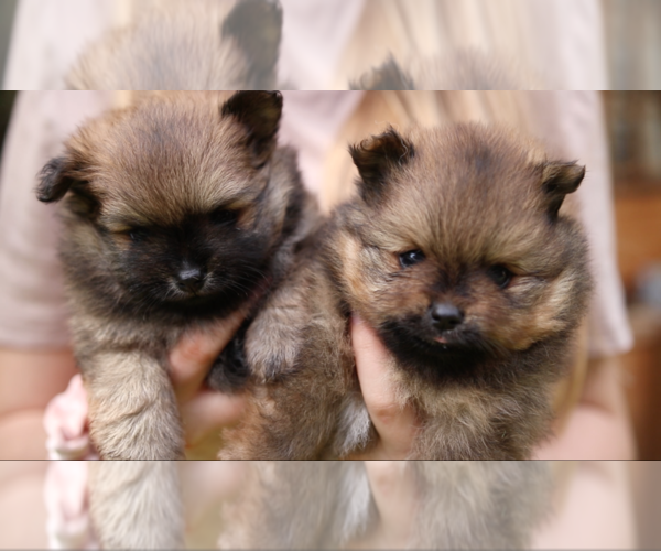 Medium Photo #6 Pomeranian Puppy For Sale in EVERETT, WA, USA