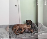 Small #11 Coonhound Mix