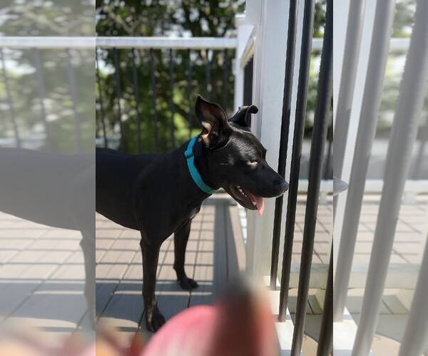 Medium Photo #1 Labrador Retriever-Unknown Mix Puppy For Sale in Woodbury, NY, USA