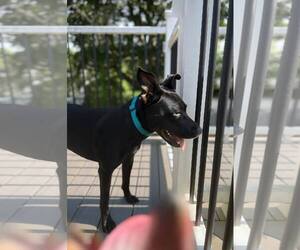 Labrador Retriever-Unknown Mix Dogs for adoption in Woodbury, NY, USA