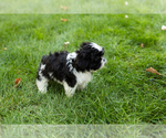 Small #2 Shih Tzu