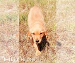 Puppy Hunter Golden Retriever