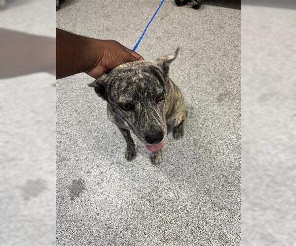 Medium Photo #1 Mutt Puppy For Sale in Houston, TX, USA