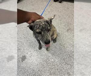 Mutt Dogs for adoption in Houston, TX, USA