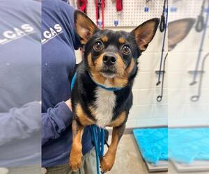 Chipin Dogs for adoption in Waterford, VA, USA