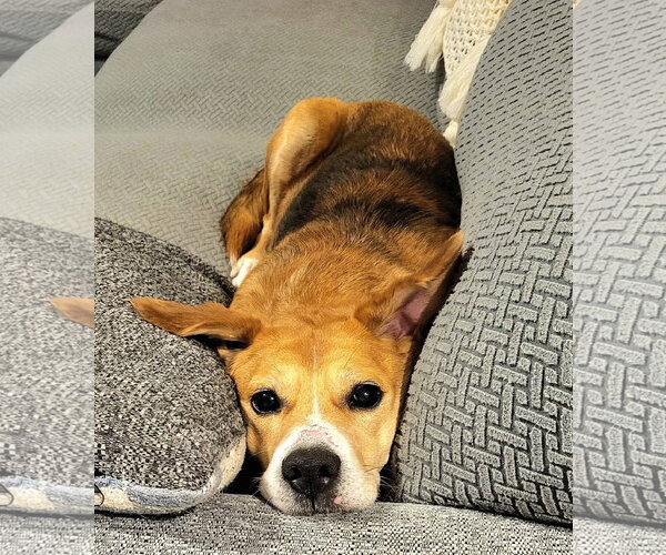 Medium Photo #10 Beagle-Unknown Mix Puppy For Sale in Germantown, OH, USA