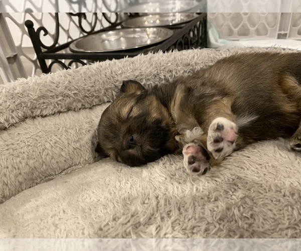 Medium Photo #14 Shiranian Puppy For Sale in FARR WEST, UT, USA