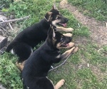 Small Photo #2 German Shepherd Dog Puppy For Sale in WEBB CITY, MO, USA
