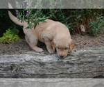 Small Photo #16 Golden Retriever Puppy For Sale in GREENWOOD, WI, USA