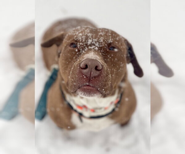 Medium Photo #8 Mutt Puppy For Sale in Mount Laurel, NJ, USA