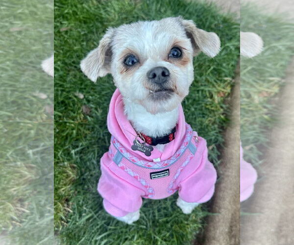 Medium Photo #1 Border Terrier-Shih Tzu Mix Puppy For Sale in Santa Clara, CA, USA