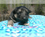 Small #4 German Shepherd Dog