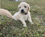 Puppy Purple English Cream Golden Retriever