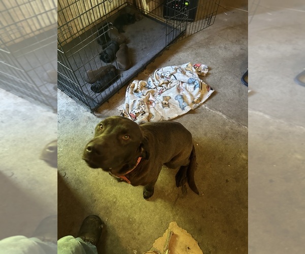 Medium Photo #1 Labrador Retriever Puppy For Sale in GOODSON, MO, USA