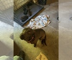 Small Photo #1 Labrador Retriever Puppy For Sale in GOODSON, MO, USA